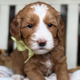 Foxy - yellow - Red  female Goldendoodle puppy in Yuciapa, California from AlltheDoodlez_
