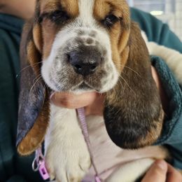 Basset Hound Puppies from Bleus Bassets