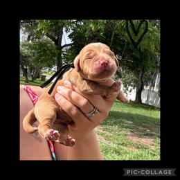Black Collar Male - Yellow male Labrador Retriever puppy in Kissimmee, Florida from SunState Labs