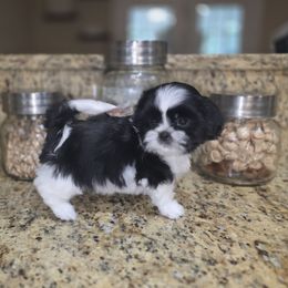 Benji - Black and white male Shih Tzu puppy in Kings Mountain, North Carolina from Britany's Shih Tzus