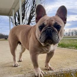 Diamond - French Bulldog
