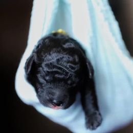 Goldendoodle Puppies from New Moon Farm Goldendoodles