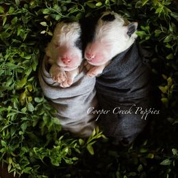 Bernedoodle and Sheepadoodle Puppies from Cooper Creek Puppies