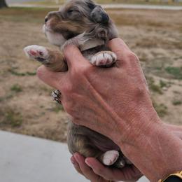 Sally-Tan - Blue merle female Bernedoodle puppy in Dugway, Utah from Luv4Bernedoodles