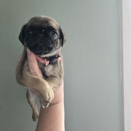 Girl 3 - Fawn female Pug puppy in Auburn, Kentucky from Prentice Family Pugs