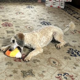 Biewer Terriers, Dachshunds, Poodles, and Shih Tzus from Paws & Kisses