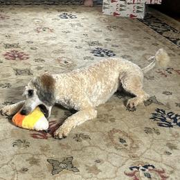 Biewer Terriers, Dachshunds, Poodles, and Shih Tzus from Paws & Kisses
