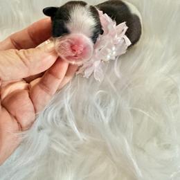 Girl 1 - Gold and white female Shih Tzu puppy in Port Orchard, Washington from Buttons N Bows