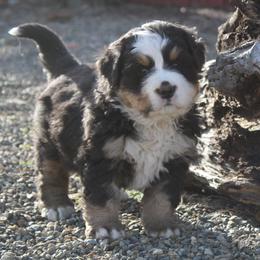 Francis - Tri-color female Bernese Mountain Dog puppy in Long Creek, Oregon from Arlin Horst's Bernese Mountain Dogs