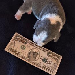 Smokey (Gentry) - Blue tan and white male Beagle puppy in Jerome, Missouri from Beam's Beagles