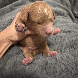 Beau - Red  male Goldendoodle puppy in Bradenton, Florida from Christianna’s Mini Goldendoodles