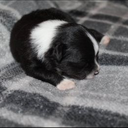 "Female" Pomeranian Puppies from Brenda's Pomeranians