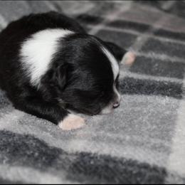 "Female" Pomeranian Puppies from Brenda's Pomeranians
