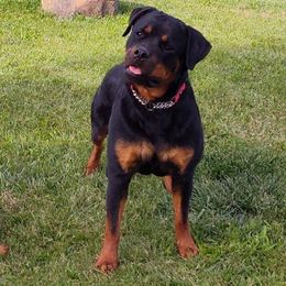 Shotsy - Rottweiler