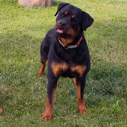 Shotsy - Rottweiler