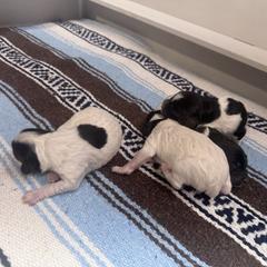 Boy 4 - Blue belton and tan (tri-color) male English Setter puppy in Potosi, Wisconsin from Point and Flush Gun Dogs