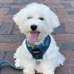 Companion Crosses, Maltese, and Silky Terriers from Silky Malti Puppies