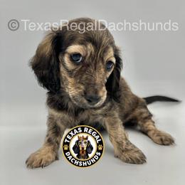 Espresso 3000 - Cream female Dachshund puppy in Houston, Texas from Texas Regal Dachshunds LLC