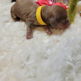 Dachshund Puppies from CLARK'S BREEDING PROGRAM