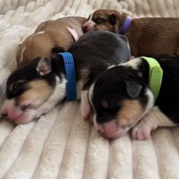 Pembroke Welsh Corgi puppies from MB Corgis