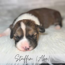 Stuffing - Sable and white male American Corgi puppy in Greenwood, Indiana from Witch Creek Corgis