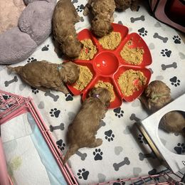 Cavapoo Puppies from Teddy & Elly Litter