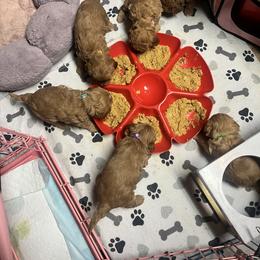 Cavapoo Puppies from Teddy & Elly Litter