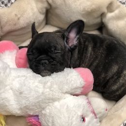 French Bulldog and Nova Scotia Duck Tolling Retriever Puppies from Folklore Den