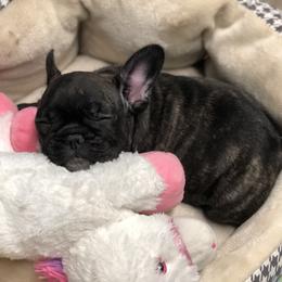 French Bulldog and Nova Scotia Duck Tolling Retriever Puppies from Folklore Den