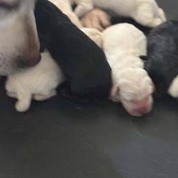 Girl 3 - Yellow female Labrador Retriever puppy in Isanti, Minnesota from Four Corners Family Labs