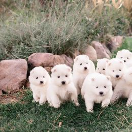 Snow White - White female Samoyed puppy in Morgan, Utah from Mountain Legacy Samoyeds