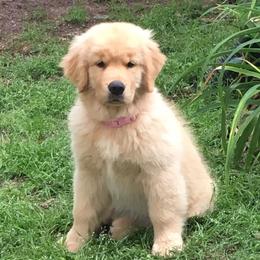 Golden Retrievers from Lynne Briggs