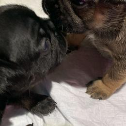 French Bulldog Puppies from Bad, Boujee and Cute !