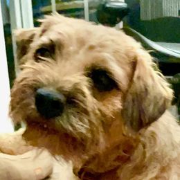 Wookie - Border Terrier