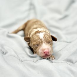 Poodle Puppies from Twindo Poodles