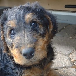 Boy 3 - Black and tan Airedale Terrier puppy in St. Cloud, Minnesota from RegalAire Kennels