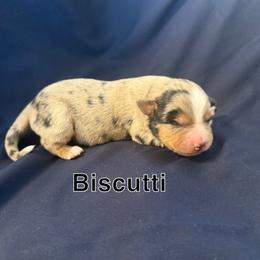 Biscutti - Blue merle female Miniature Australian Shepherd puppy in Medical Lake, Washington from MAS Gone Rogue
