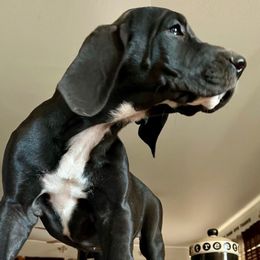 Slash - Black and white female Great Dane puppy in Clayton, Washington from DaneLand Farm