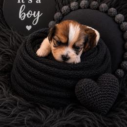 Black Collar - Liver and white male Shorkie puppy in Staten Island, New York from Sensational Shorkies