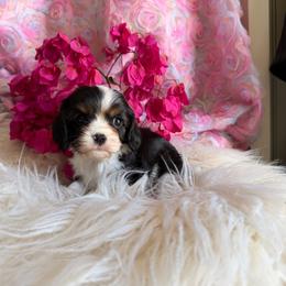 Chester - Tri-color male Cavalier King Charles Spaniel puppy in Encinitas, California from Seaside Cavaliers