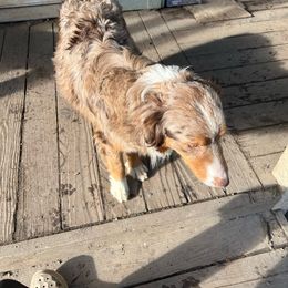 Magenta - Australian Shepherd