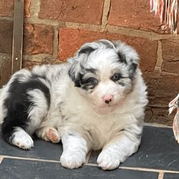 Australian Shepherd Puppies from Starbound Aussies