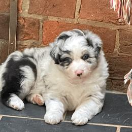 Australian Shepherd Puppies from Starbound Aussies