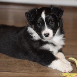 Australian Shepherd and Miniature Australian Shepherd Puppies from Gleiming Stars Aussie