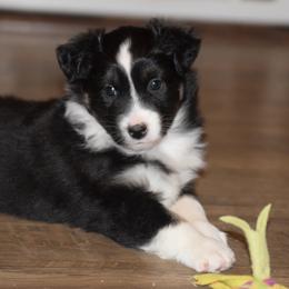 Australian Shepherd and Miniature Australian Shepherd Puppies from Gleiming Stars Aussie