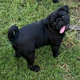 Kali - Pug