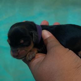 Female 1 - Black and tan female Dachshund puppy in Battle Ground, Washington from Ferguson's Bulldogs