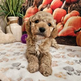 Evie - Apricot female Cavapoo puppy in Lebanon, Missouri from Perkins Pups