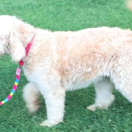 Aussiedoodles, Goldendoodles, and Poodles from Country Poos and Dos