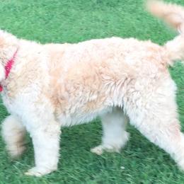Aussiedoodles, Goldendoodles, and Poodles from Country Poos and Dos